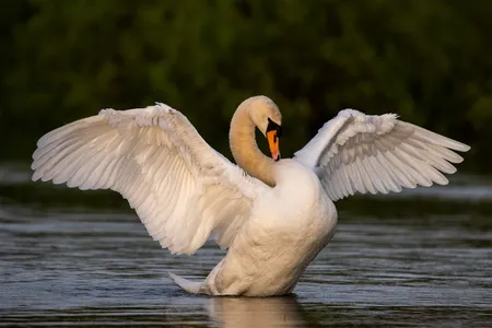Mute swan ( Cygnus olor )