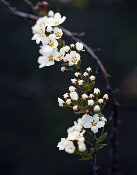 Apple Blossom
