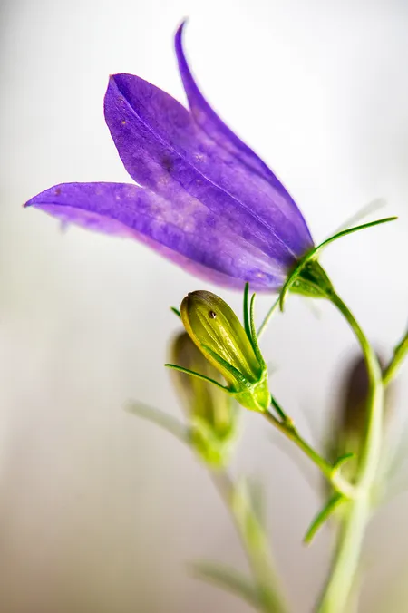 Bellflower ( Campanula Patula )