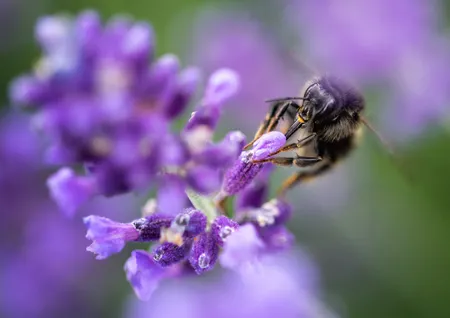 Bumblebee on lavender Macro