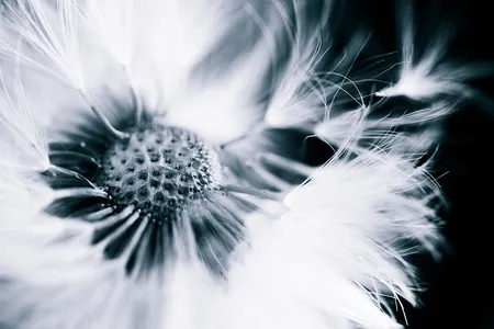 Dandelion-Taraxacum-mongolicum
