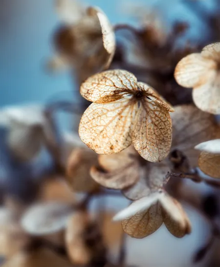 Hydrangea Paniculata