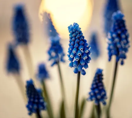 Grape hyacinth ( Muscari. )