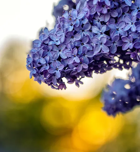 Lilac flowers ( Syringa vulgaris ) Massena