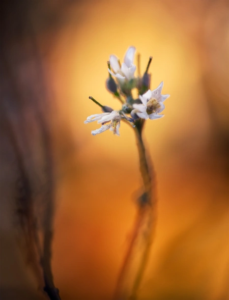 Thale cress (Arabidopsis thaliana (L.) Heynh.)
