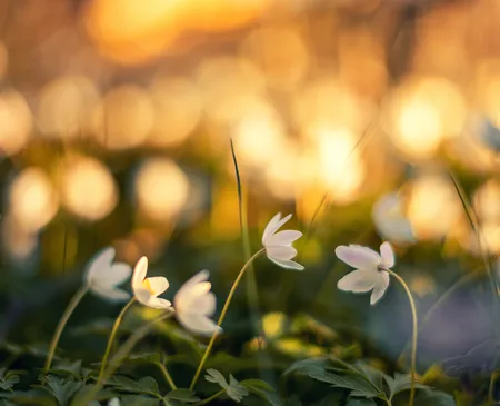 Windflowers Wooden Anemones ( Anemone nemorosa L. )