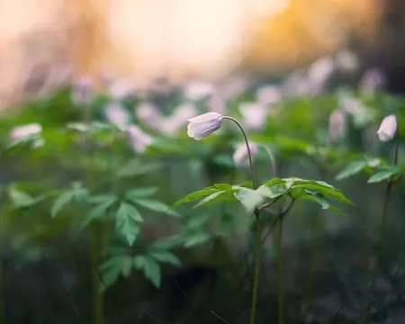 Windflowers Wooden Anemones ( Anemone nemorosa L. )