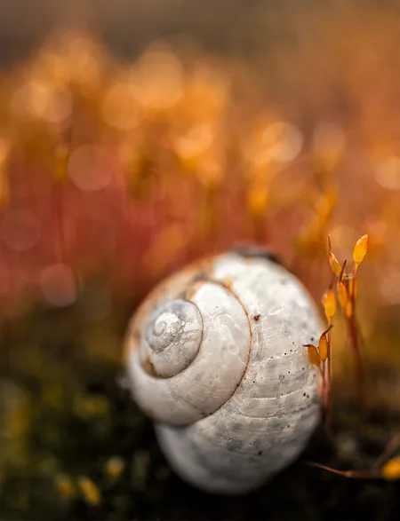 Somewhere in moss